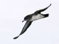 Pink-footed Shearwater